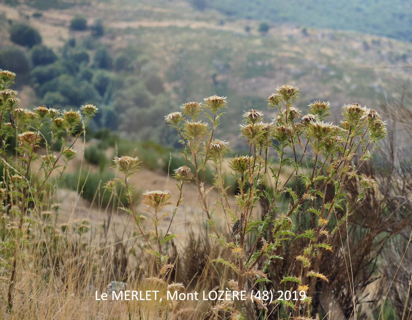 Thistle, Carline fruit